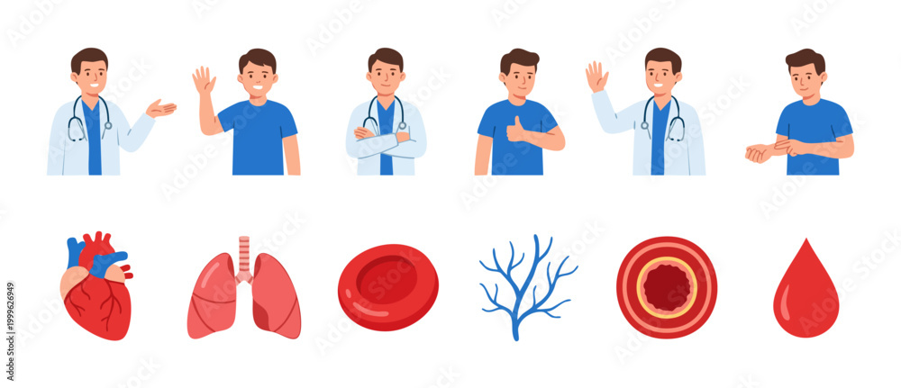 Fototapeta premium Doctor character and human organ icons set for medical infographic. Set of friendly physician poses and anatomical biology elements including heart, lungs, red blood cell, and vein, flat vector art.