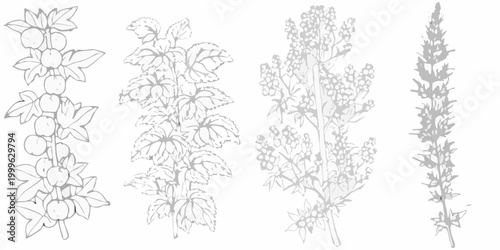 Botanical line art of five plant variants on white background