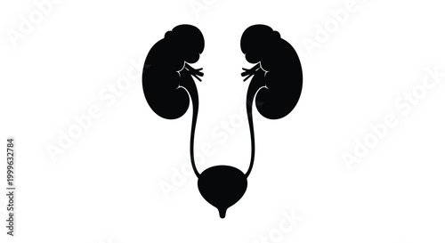 Human kidneys and bladder silhouette on white background