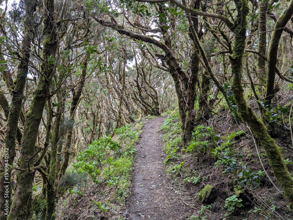 Obraz premium Scenic Hiking Trail in Garajonay National Park, La Gomera – Lush Forest Path in UNESCO Nature Reserve