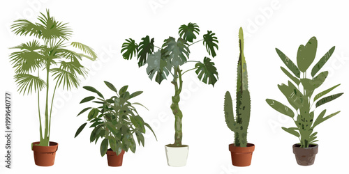 Potted houseplants collection six different plant varieties vector illustration