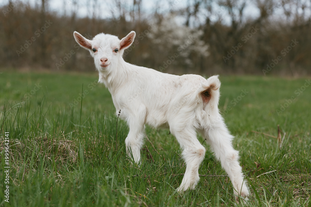 Obraz premium Goat kid animal in a grassy field, exploring the outdoors with a calm, curious vibe. Rural countryside scene, outdoor lifestyle, pasture grazing, and peaceful farm life captured in natural light.