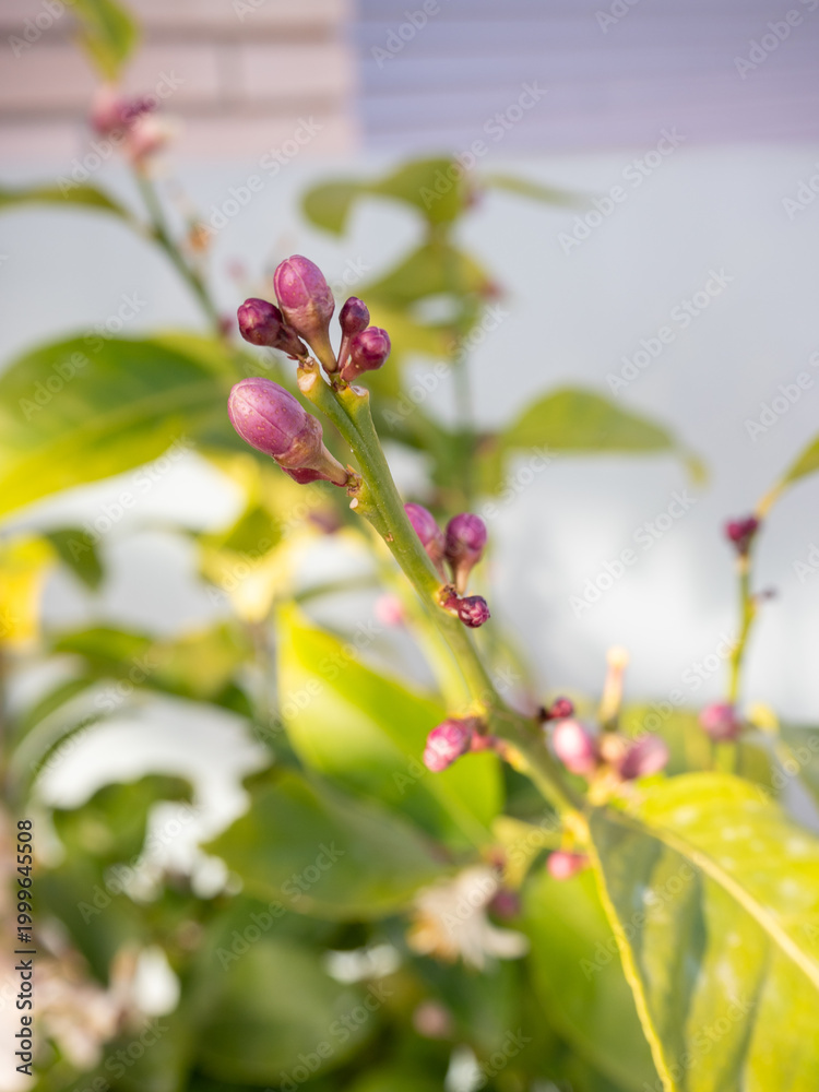 Obraz premium Purple citrus flower buds on a lemon tree branch