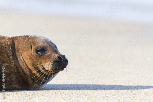 Cute and relaxed sea lion head only on sandy beach, La Jolla, California