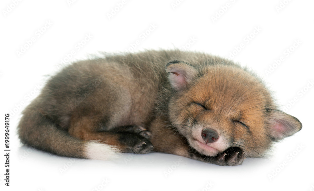 Obraz premium sleeping red fox cub