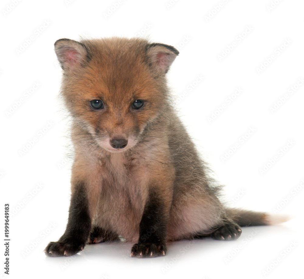 Fototapeta premium sleeping fox cub
