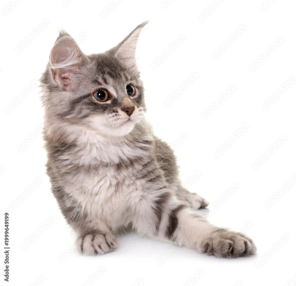 Fototapeta premium maine coon kitten