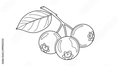 Line art illustration of a branch with three blueberries and a single leaf for coloring pages and simple nature drawings.