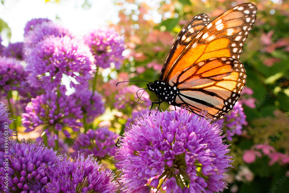 Obraz premium Monarch butterfly pollinates colorful purple globe flower garden during migration