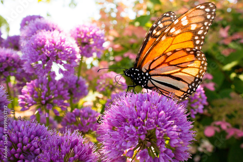 Tableau sur toile Monarch butterfly pollinates colorful purple globe flower garden during migratio