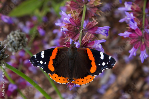 Red Admiral Butterfly sips nectar from purple garden flowers with open wings