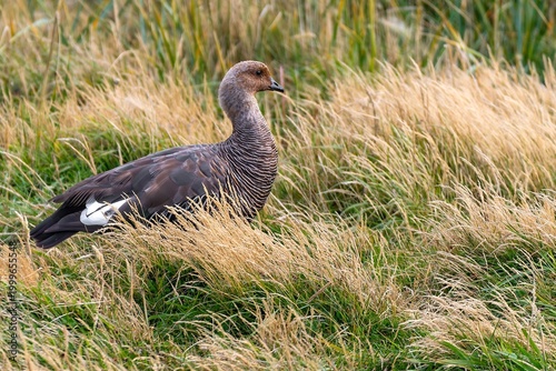 Upland goose in the grass - chilean Patagonia