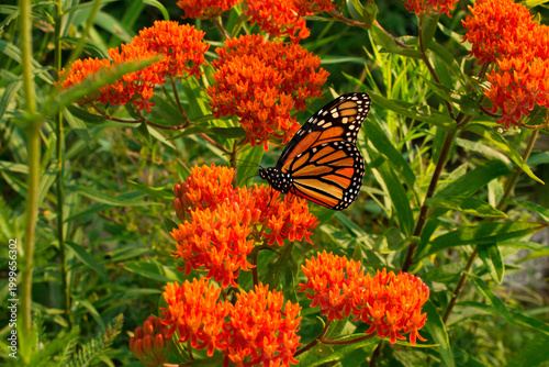Monarch butterfly feeds nectar from milkweed wildflowers during migration