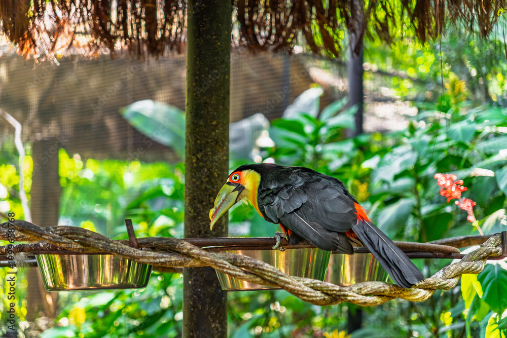 Fototapeta premium Exotic red-breasted Toucan perched on a metal feeding bowl under a thatched roof in a lush tropical garden