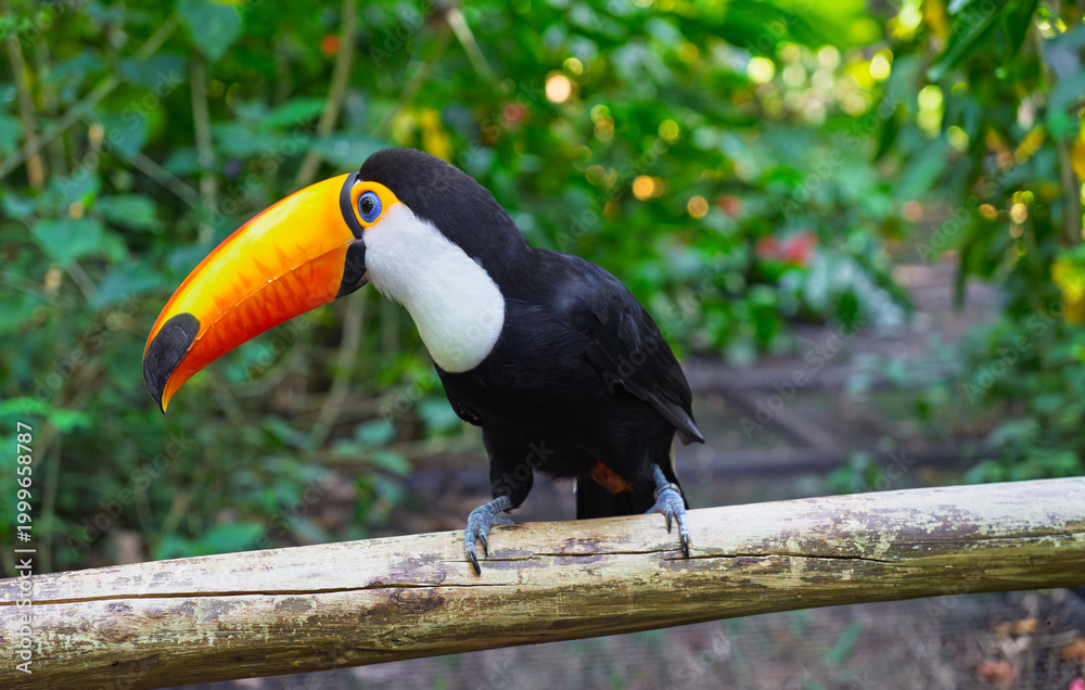 Fototapeta premium Stunning Toco Toucan with a massive bright orange beak perched on a branch in the heart of a lush tropical jungle, highlighting the beauty of South American tropical bird species