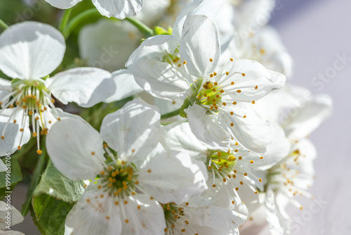Foto Delicate White Cherry Blossoms Bloom Under a Gentle Sun, Creating a Serene Atmos
