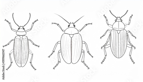 Line Art Illustration of Three Different Beetle Species.