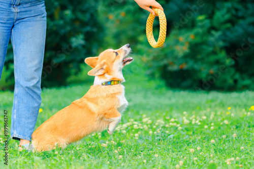 Woman holding a training ring in front of the dog face in outdoors. Corgi dog sitting at the female feet and looking at the yellow pet toy, side view