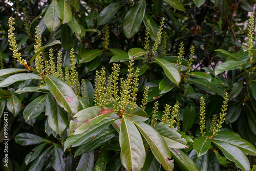 Tableau sur toile Cherry laurel shrub with upright flower buds and glossy evergreen leaves in a garden