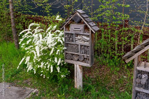 Wooden insect hotel filled with cones, sticks and hollow stems standing beside white flowering spirea shrub in a garden. Ideal for pollinator habitat, biodiversity, eco gardening, bee shelter and sust