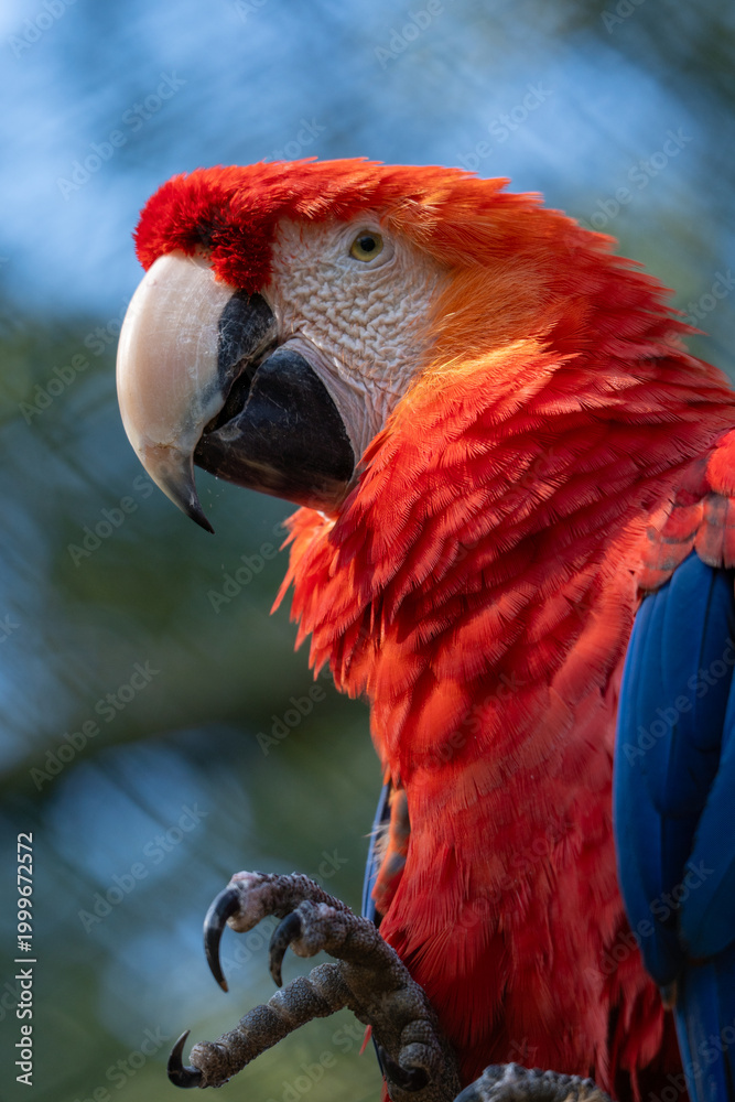 Fototapeta premium Scarlet Macaw in Nature: A stunning Scarlet macaw showcases its vibrant plumage amidst the backdrop of nature. The image captures the bird's natural beauty and its vibrant colours.