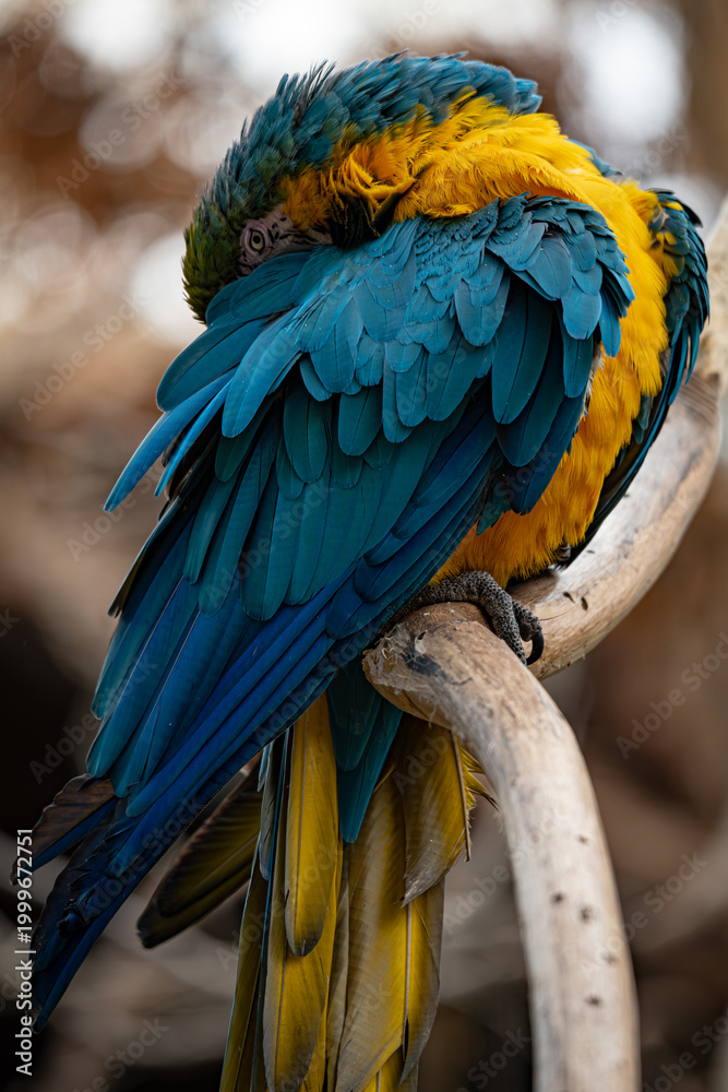Fototapeta premium Guacamayo Azul