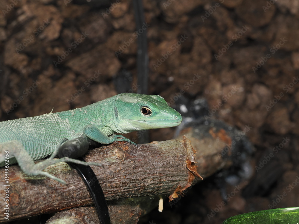 Fototapeta premium Gastropholis prasina destaca por su intenso color turquesa. Se asoma desde un tronco hueco con musgo, mostrando restos de muda en su cabeza y espalda sobre un fondo de tierra y plantas.
