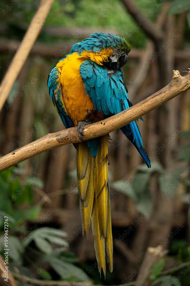 Obraz premium Guacamayo Azul