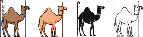 Camel with shepherd staff vector set featuring colored, silhouette and outline styles, desert animal illustration collection
