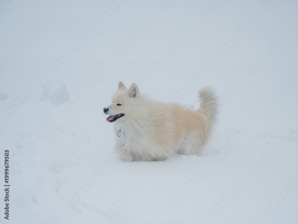 Fototapeta premium A Samoyed dog runs through the snow.