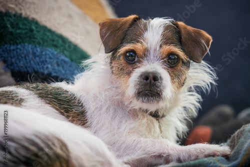 Fotografie Adorable Jack Russel Chihuahua mix snuggles in his blankets