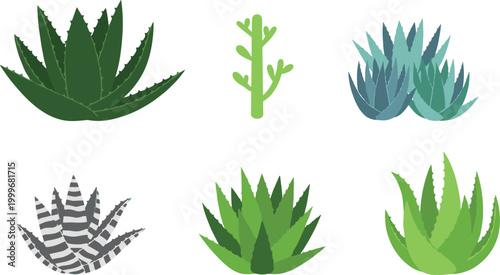 Vector illustration of stylized succulent plants including aloe, cactus, agave, and haworthia variations