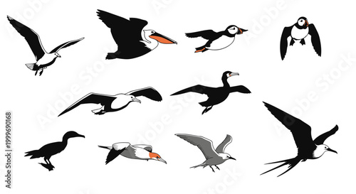 Graphic Collection of Diverse Sea Birds Stylized in Flight and at Rest
