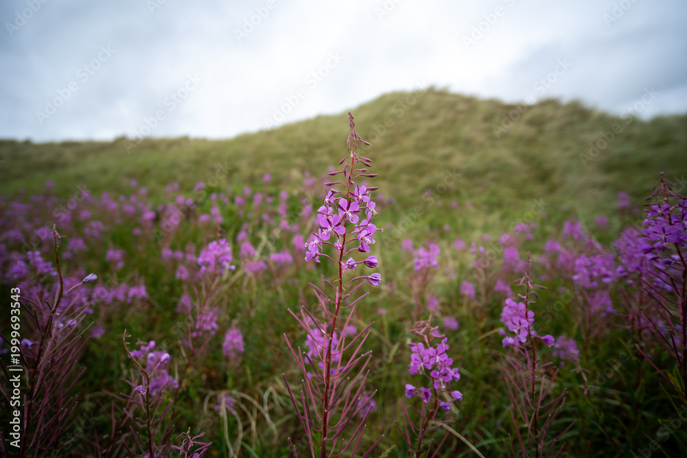 Fototapeta premium Dünenblumen auf Amrum