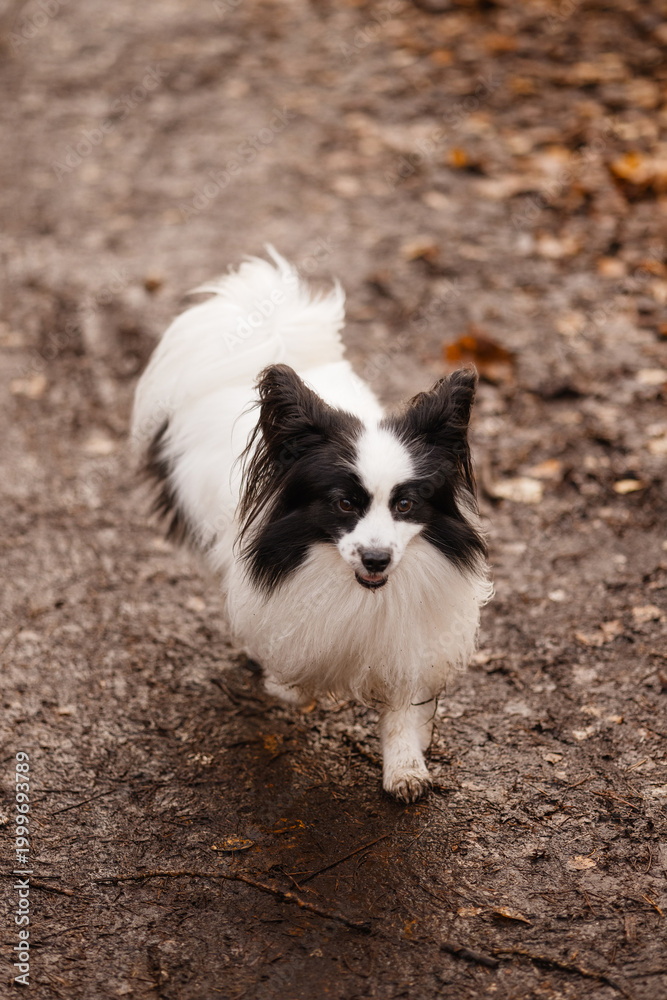 Obraz premium Small Papillon dog black and white running, front view, look at camera, on forest path with autumn leaves, brown foliage background with copy space. Concept pet activity, nature walk, freedom, autumn.