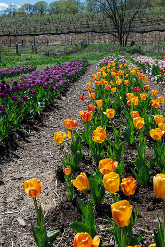 Tulip field in Connecticut