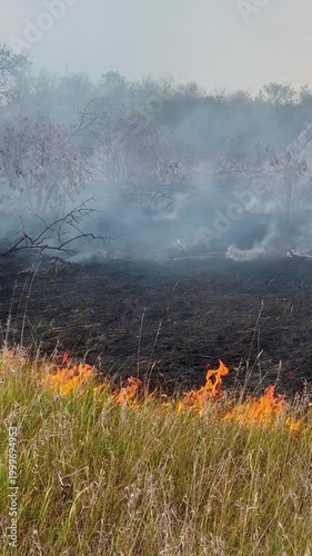 Fire destroying nature. Climate emergency. Natural disaster. Massive fire nature park. Grass burning, smoke rising. Red flames scorching grass. Climate change. Global warming. Drought climate change