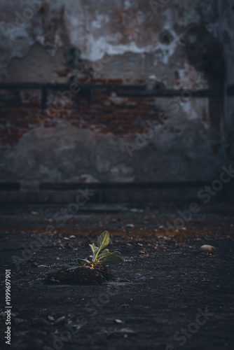Fotografie Plant starts to grow and once take over the abandoned building