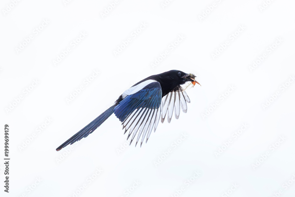 Fototapeta premium Common Eurasian Magpie bird, Pica Pica, in flight