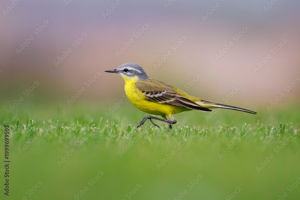 Fototapeta premium Closeup of a male western yellow wagtail bird Motacilla flava foraging in a field of flowers