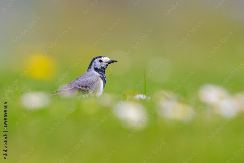 Obraz premium Closeup of a White Wagtail, Motacilla alba, foraging on a meadow with flowers