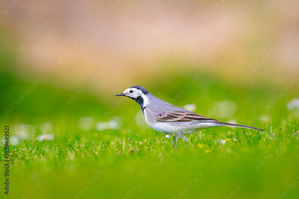 Obraz premium Closeup of a White Wagtail, Motacilla alba, foraging a green meadow