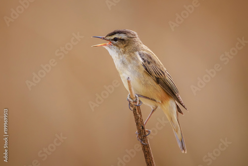Sedge Warbler, Acrocephalus schoenobaenus, singing