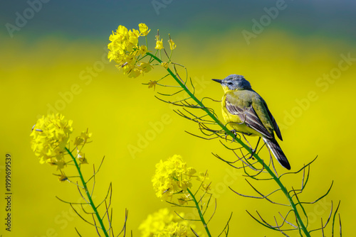 Western yellow wagtail, Motacilla flava, male bird singing in a field with rapeseed flowers during Springtime