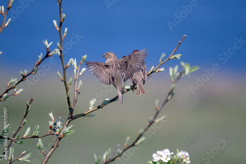 Male Red-backed Shrike perched on twig in nature with wings slightly open. Small predator bird with black eye mask and chestnut back about to fly or reacting in wildlife photography