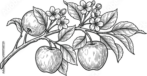 Elegant vintage botanical prints detailed black and white citrus branch illustration