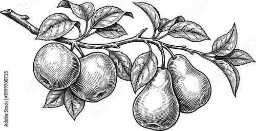 Vintage botanical prints detailed illustration of pear fruit branch with leaves