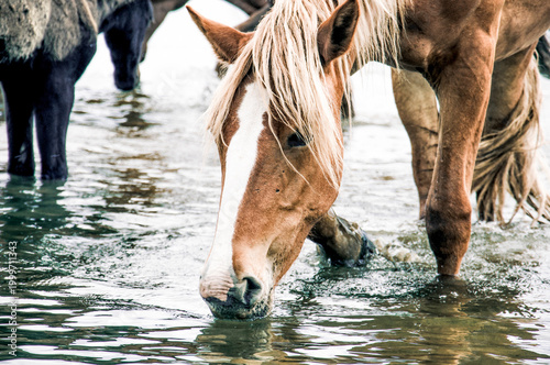 Photos Herd of horses grazes freely outside, horse drinks water from river