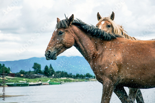 Schilderij op canvas Herd of horses grazes freely outside, horse drinks water from river