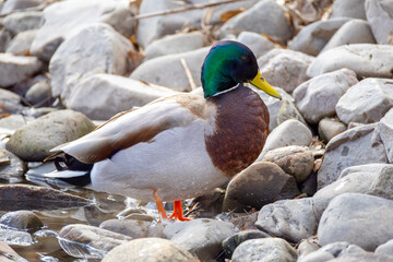 Mallard duck swimming in a pond